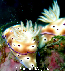 NUDI/El Dorado House Reef,Dauin,Negros Oriental by Bernard Maglana 